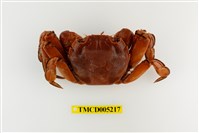 藏品(臺灣扁絨螯蟹)的圖片